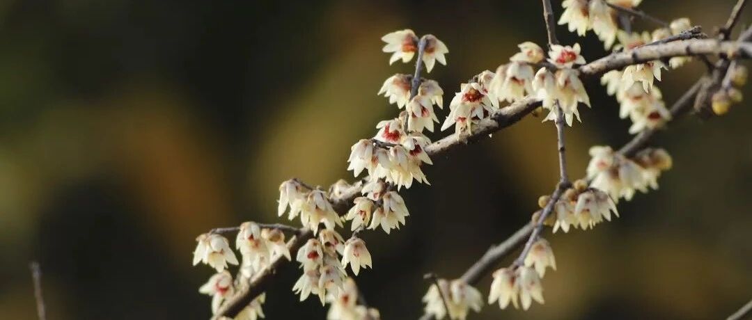 杭州下周天气又有转折，何时重见阳光？“云赏”西溪冬景，梅花傲霜可入诗