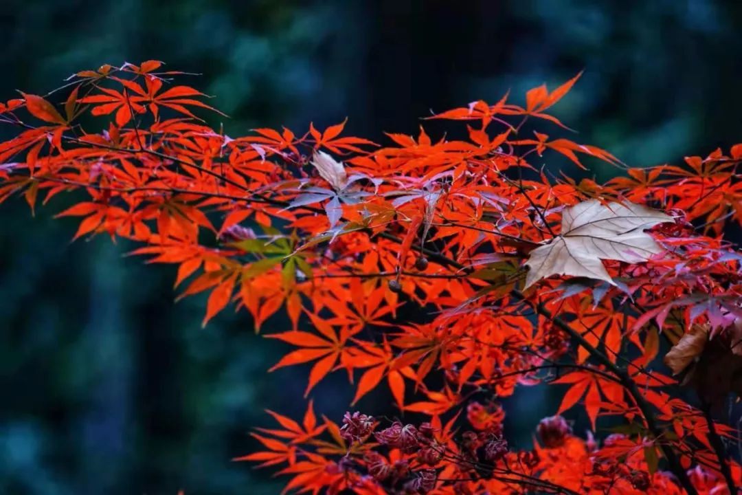 杭州「紅」了！沿著最佳賞楓路線拍照，景色無敵美！ 旅遊 第6張