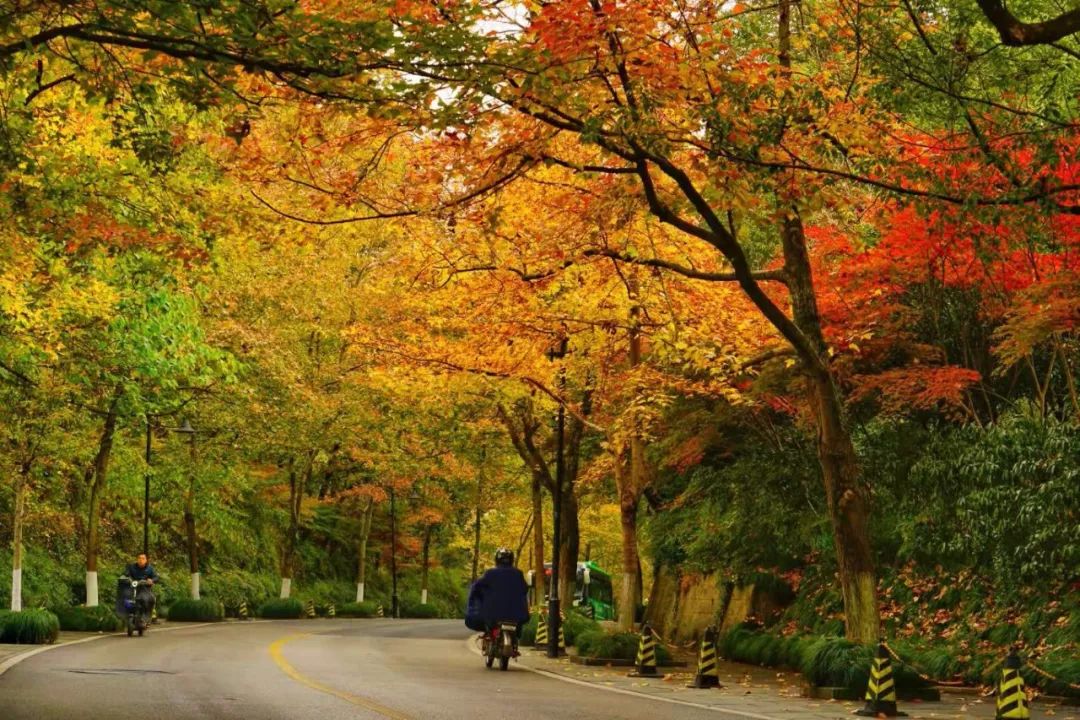 杭州「紅」了！沿著最佳賞楓路線拍照，景色無敵美！ 旅遊 第11張