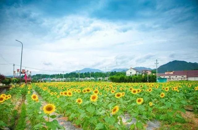 美翻了！杭州出現大片金黃的「海」！隨手一拍都是大片~ 旅遊 第4張