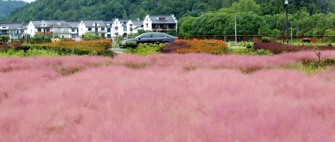 杭州花海冲上热搜！但很多老杭州在问：为什么没有它？