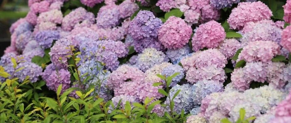 成片、抱团！杭州万余株绣球花惊艳亮相，拍照走起！有个特点你不一定知道…