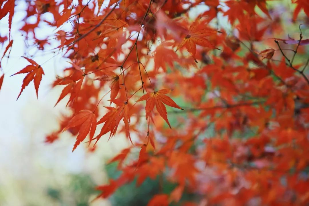 杭州「紅」了！沿著最佳賞楓路線拍照，景色無敵美！ 旅遊 第15張