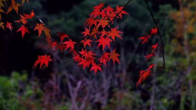 杭州「紅」了！沿著最佳賞楓路線拍照，景色無敵美！ 旅遊 第13張