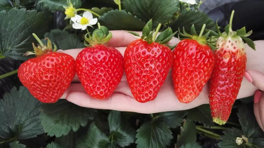 诸暨常见的草莓品种