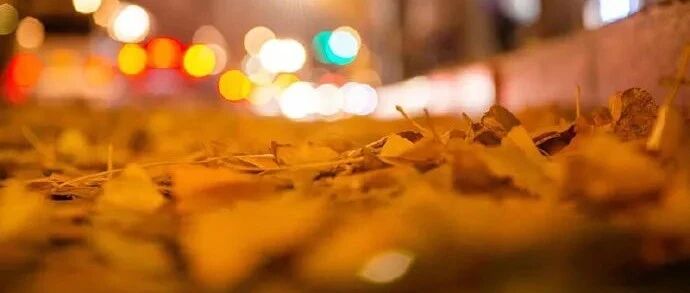 秋叶不扫更浪漫！杭州26条道路有“新颜”！错过等一年！附名单