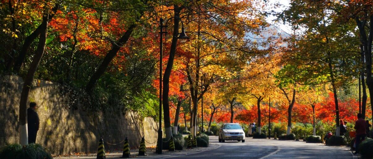 绿了亮了美了！杭州16条道路上榜省级名单