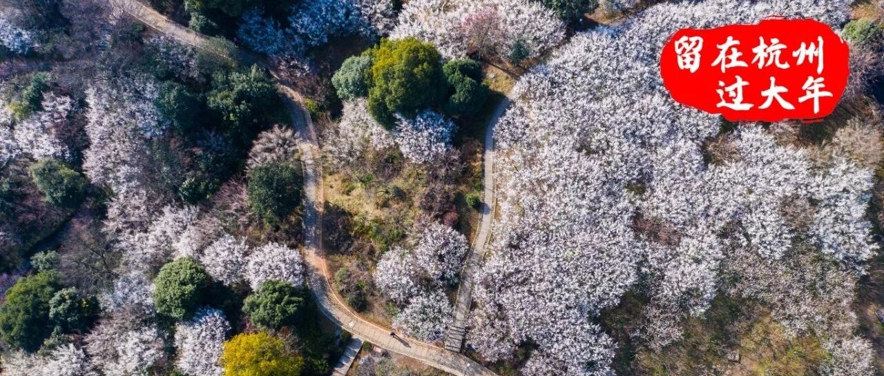 杭州这些地方，花开似海！全家都适合的新春短途赏花游，走一个！
