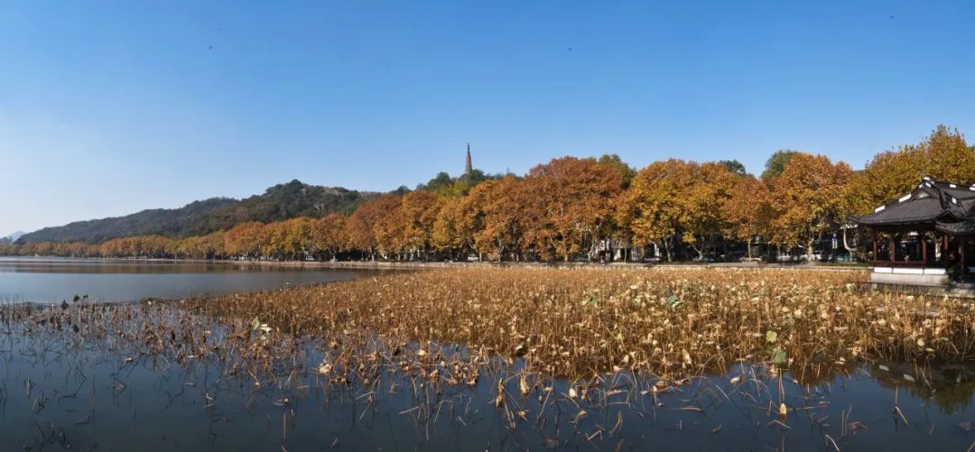 国庆中秋长伪 杭州西湖 西溪景区又有新玩法 还有多重福利 攻略收益 球探网