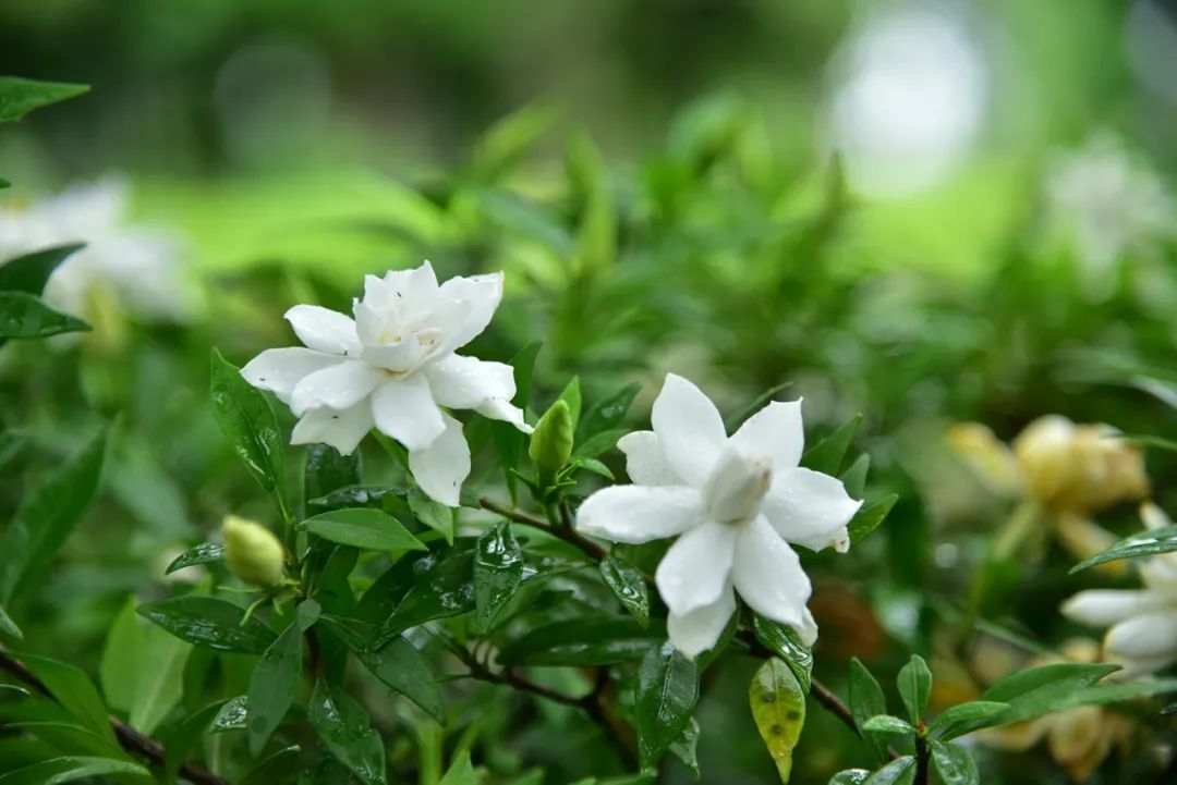 今日芒種 | 一年中最忙的時候到了！最近杭州這些地方特別香！ 旅遊 第6張