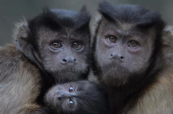 全世界最像人脸的猴子,看一眼就让你忧伤 - beebee星球 - 瓦斯阅读