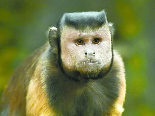 全世界最像人脸的猴子,看一眼就让你忧伤 - beebee星球 - 瓦斯阅读