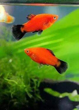 几种直接生小鱼的观赏鱼,不要错过! - 鲷鱼侠