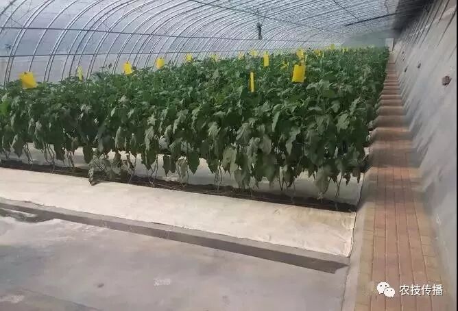 第六届中国高级无土栽培和有机生态种植技术培训班 火热报名中 农技传播 微信公众号文章阅读 Wemp