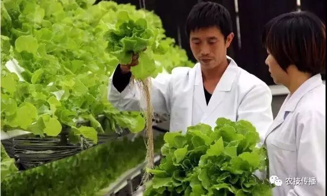 第六届中国高级无土栽培和有机生态种植技术培训班 火热报名中 农技传播 微信公众号文章阅读 Wemp