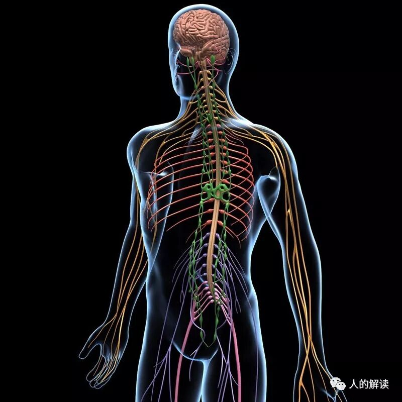经络到底是什么，为何解剖学上找不到？-人的解读