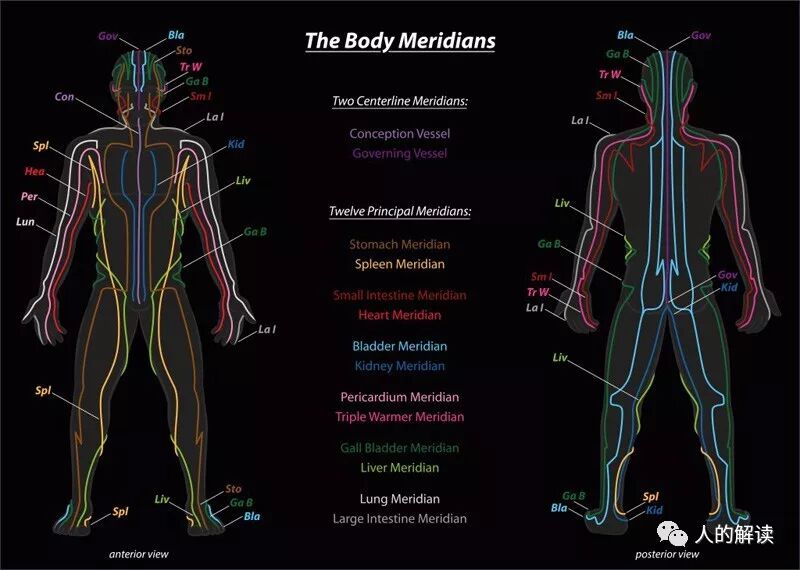 经络到底是什么，为何解剖学上找不到？-人的解读