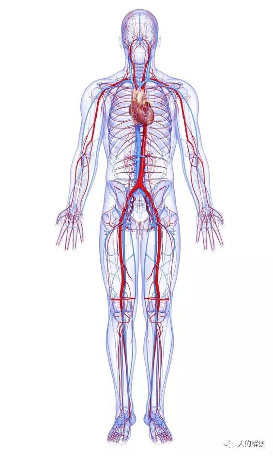 经络到底是什么，为何解剖学上找不到？-人的解读