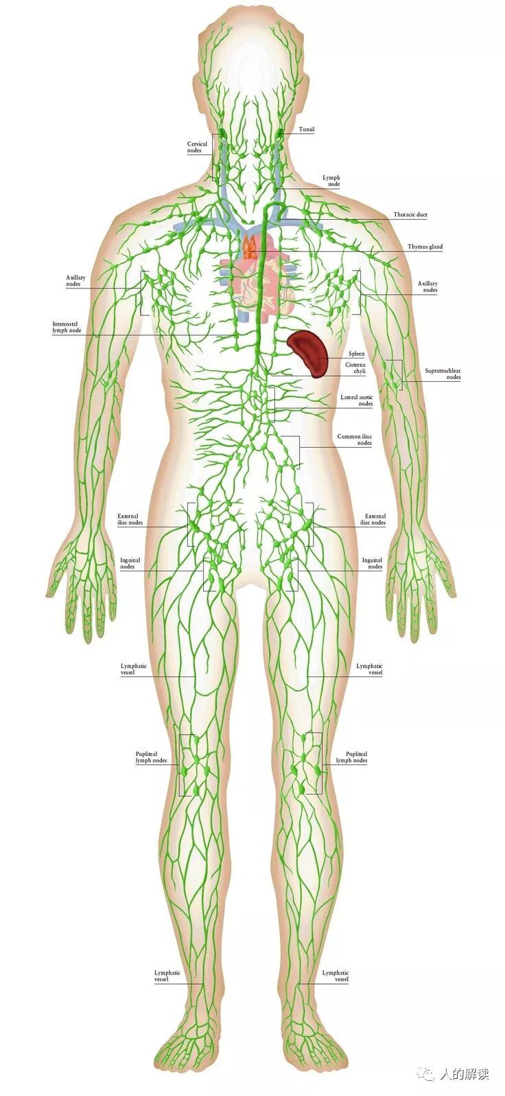 经络到底是什么，为何解剖学上找不到？-人的解读