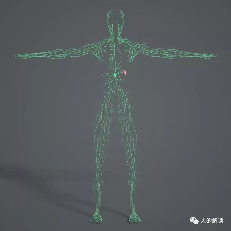 经络到底是什么，为何解剖学上找不到？-人的解读
