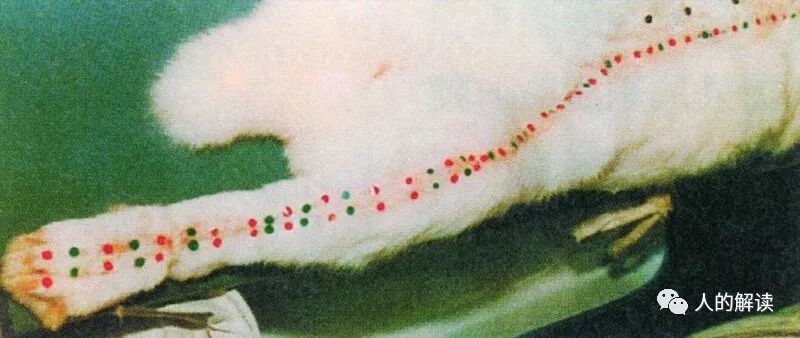 植物、动物的经络穴位是怎样的？-人的解读