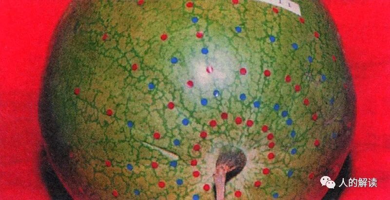 植物、动物的经络穴位是怎样的？-人的解读