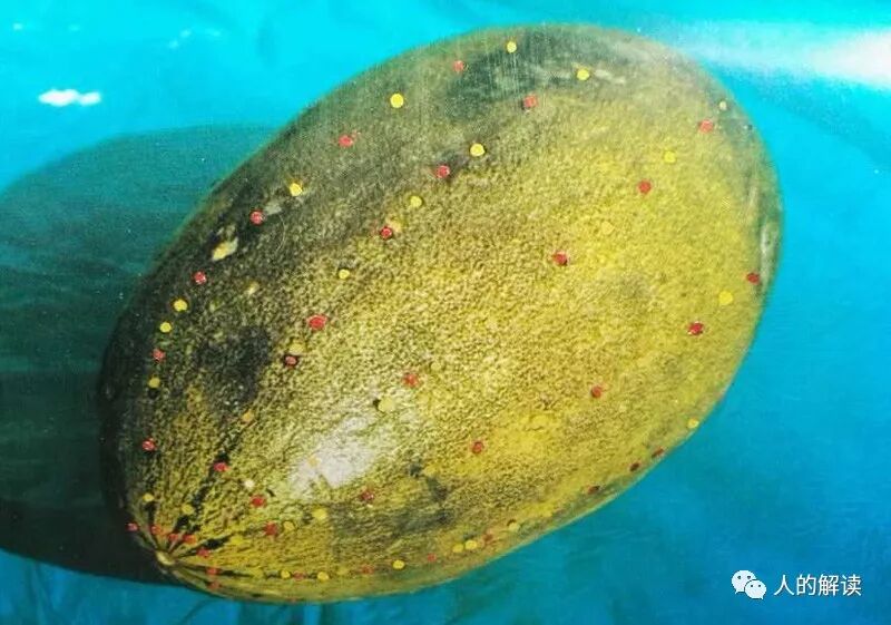 植物、动物的经络穴位是怎样的？-人的解读