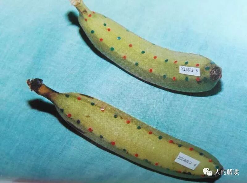 植物、动物的经络穴位是怎样的？-人的解读