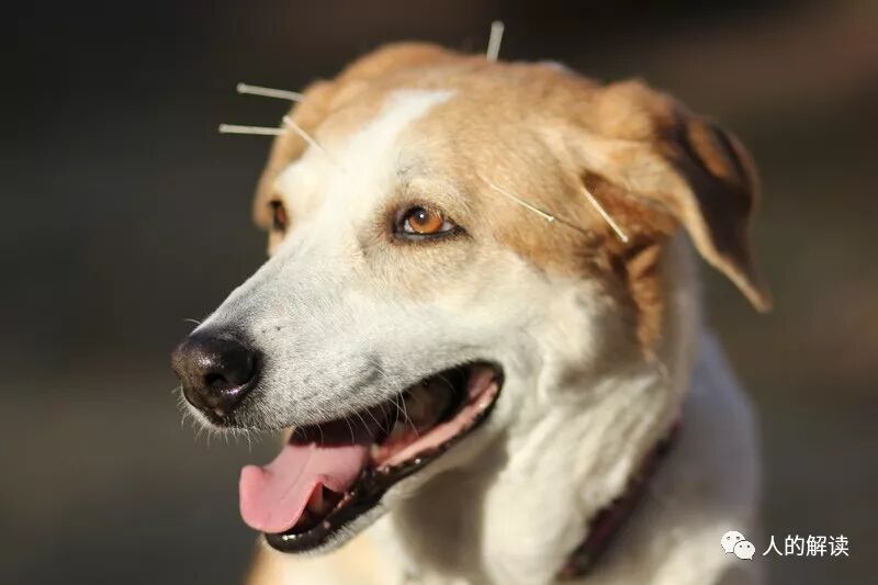 植物、动物的经络穴位是怎样的？-人的解读