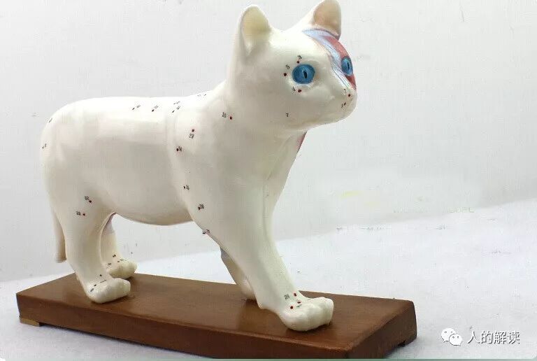 植物、动物的经络穴位是怎样的？-人的解读