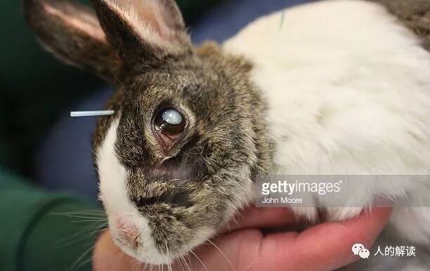 植物、动物的经络穴位是怎样的？-人的解读