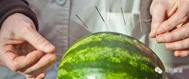 植物、动物的经络穴位是怎样的？-人的解读