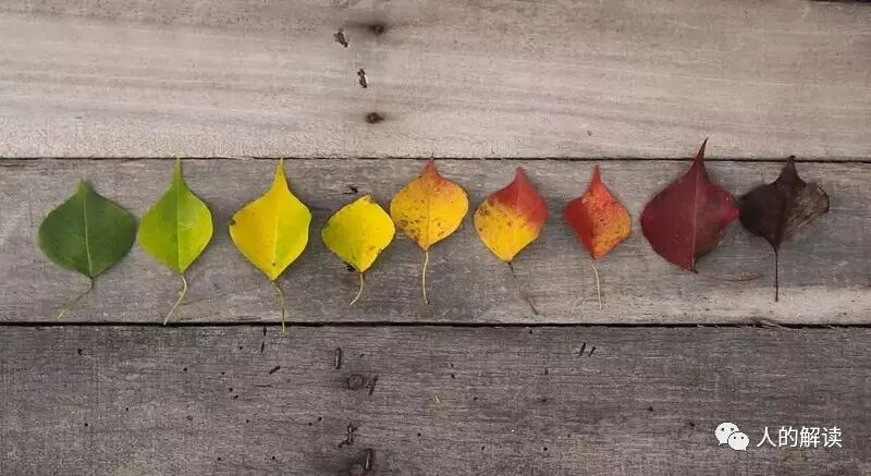 子午流注：人人必知的经络运行周期规律-人的解读