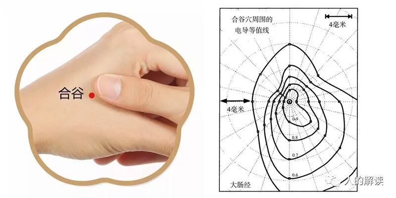子午流注：人人必知的经络运行周期规律-人的解读