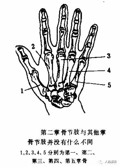 经络的全息特性，头痛医脚的道理原来是这样-人的解读