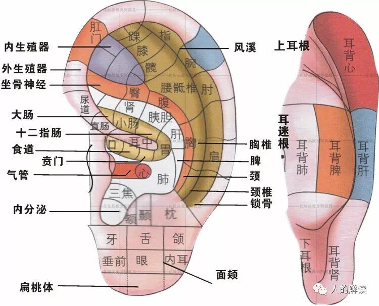 经络的全息特性，头痛医脚的道理原来是这样-人的解读