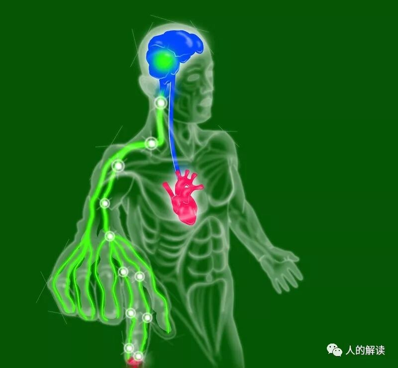 揭秘经络的电现象-人的解读