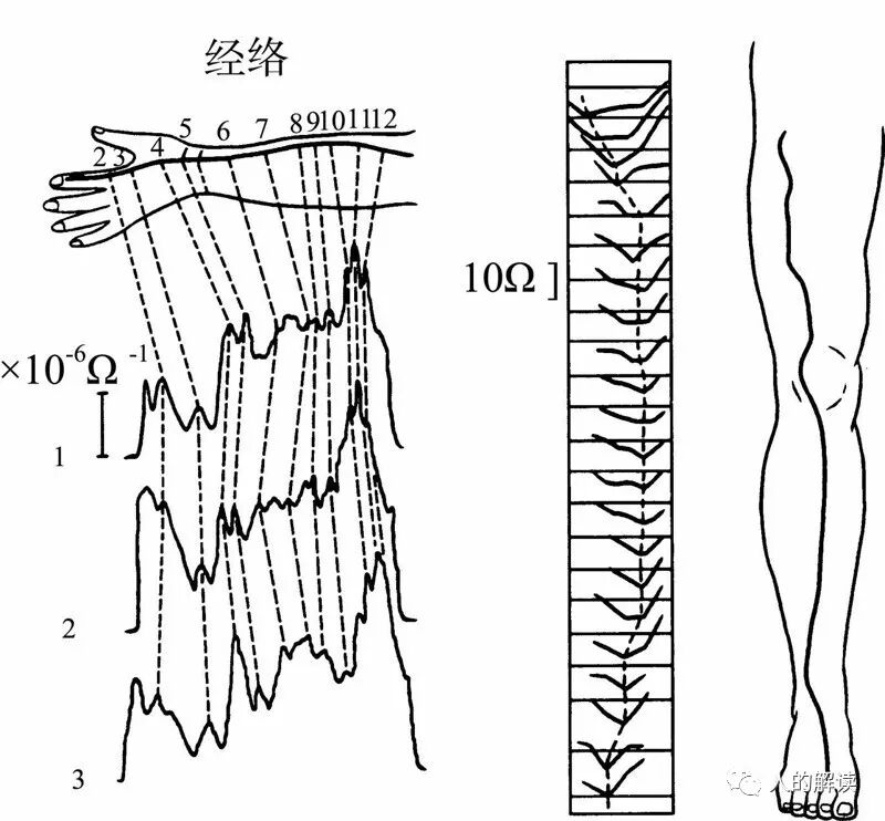 穴位有多大？经络有多宽？-人的解读