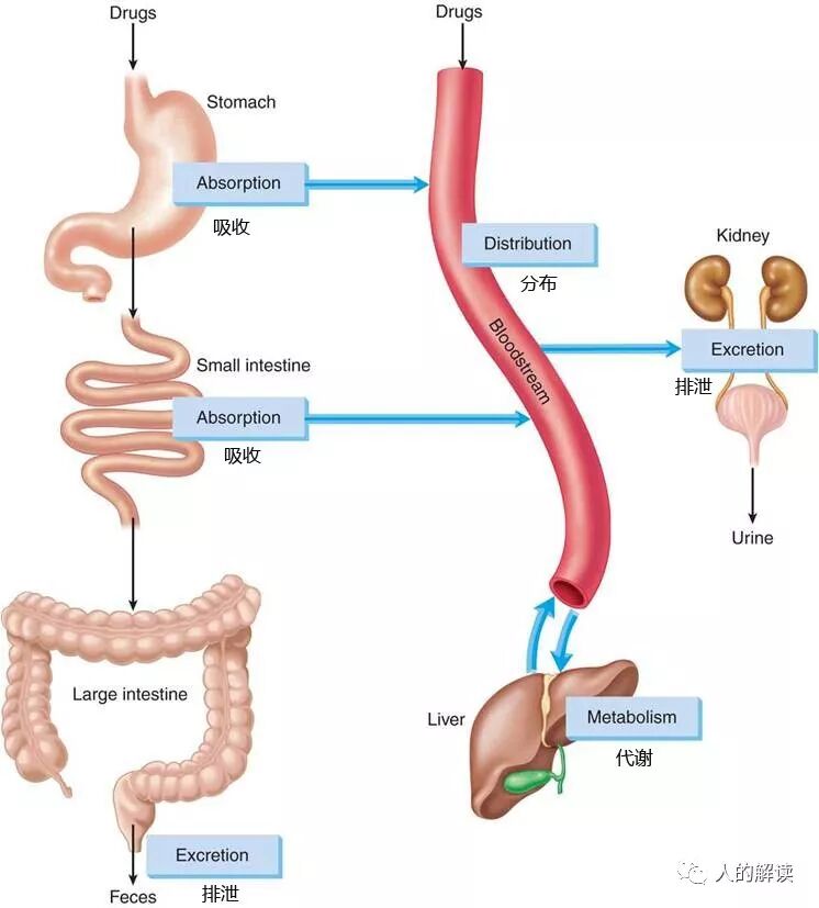 药物归经，这或许是中药和西药最大的区别-人的解读