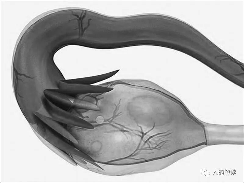 胡因梦的健康之路，神奇的另类疗法-人的解读