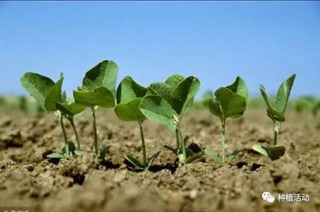 农民种植大豆的田间管理技术是关键 种植户轻松亩产600斤 种植活动 微信公众号文章阅读 Wemp