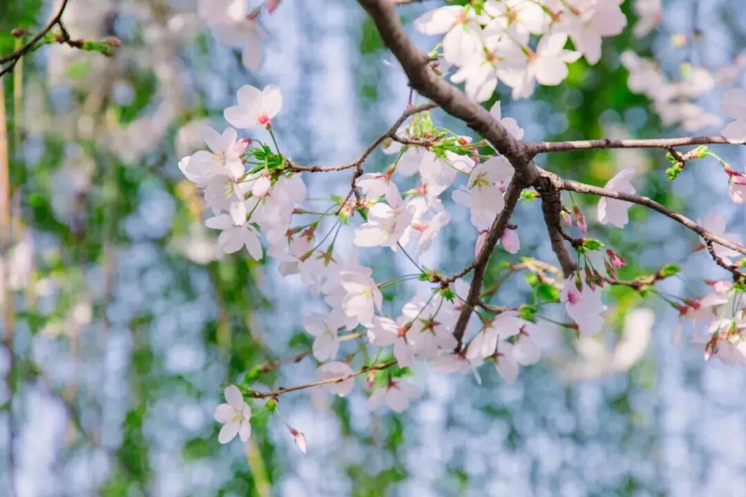 中国国花是什么 答案可能出乎你的意料 理财新闻