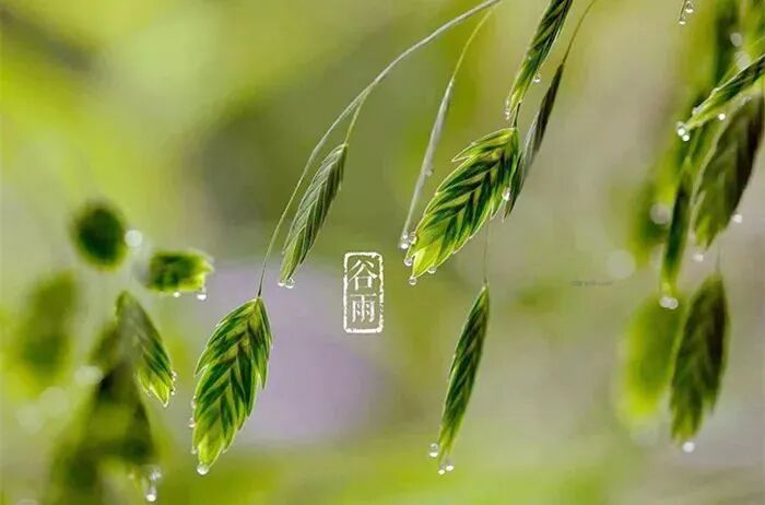 【网络中国节·谷雨】春深暖风起 雨润万物生