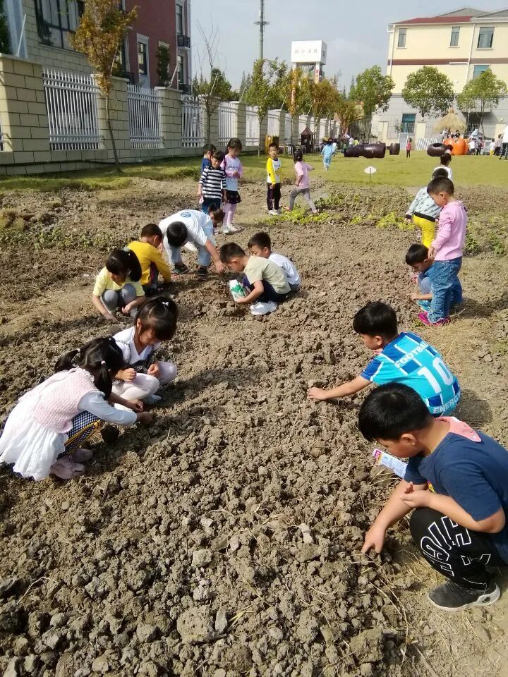 泖港镇中心幼儿园丨立足本土，回归自然，点亮农村娃的幸福童年相关资料 9