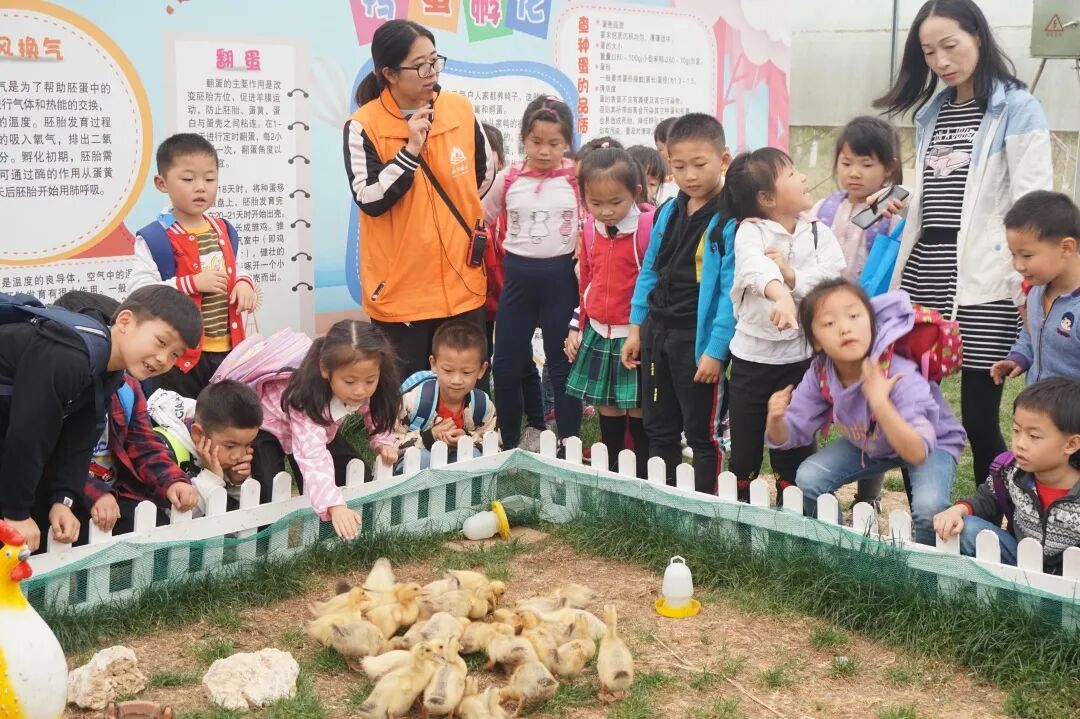 泖港镇中心幼儿园丨立足本土，回归自然，点亮农村娃的幸福童年相关资料 41
