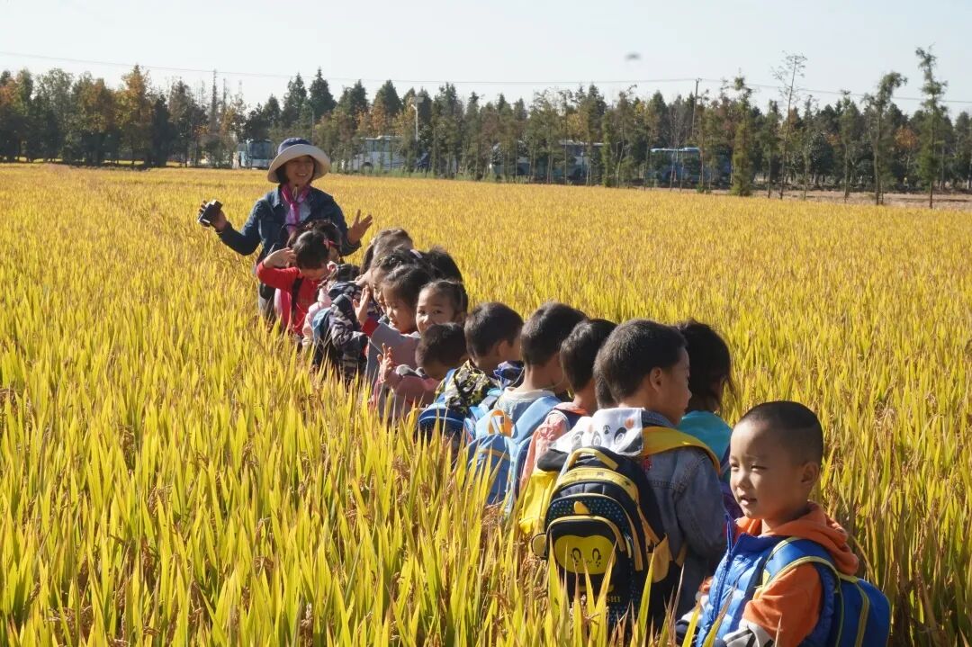 泖港镇中心幼儿园丨立足本土，回归自然，点亮农村娃的幸福童年相关资料 28