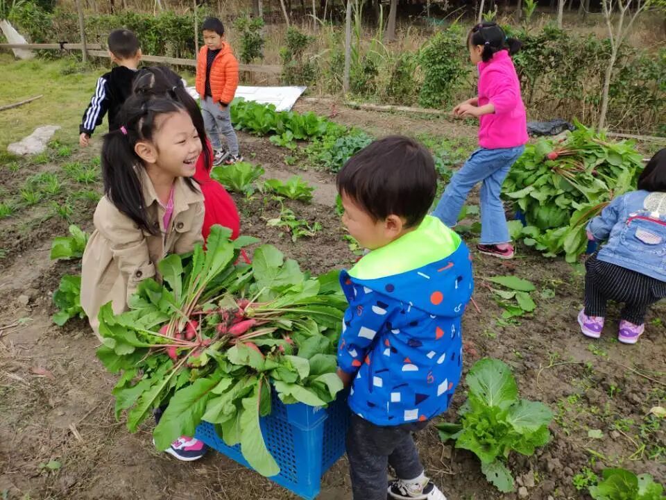 泖港镇中心幼儿园丨立足本土，回归自然，点亮农村娃的幸福童年相关资料 36