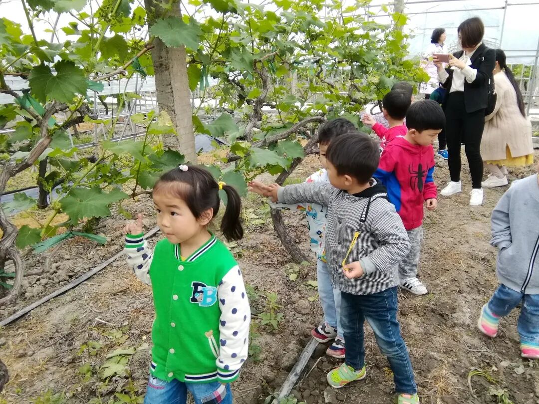 泖港镇中心幼儿园丨立足本土，回归自然，点亮农村娃的幸福童年相关资料 25