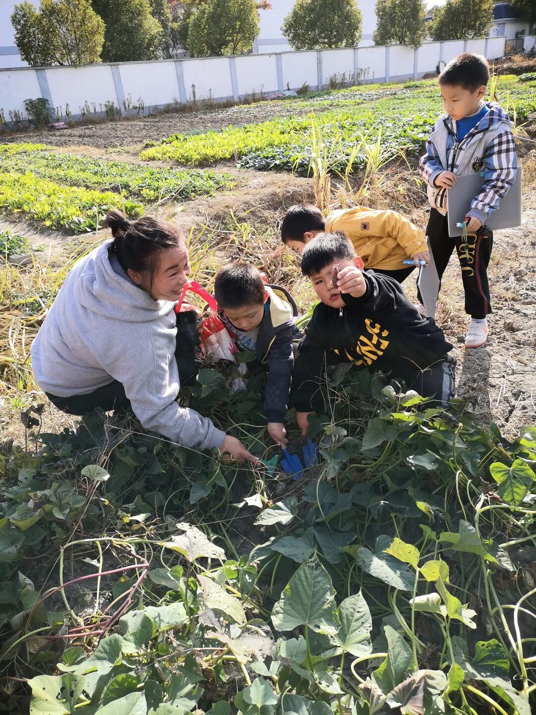 泖港镇中心幼儿园丨立足本土，回归自然，点亮农村娃的幸福童年相关资料 15