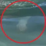 惊悚！妹子穿比基尼海滩拍美照，水里却惊现第三只“鬼手”！